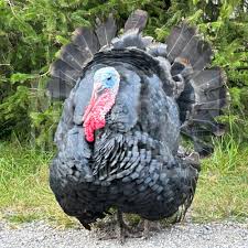Reserve your Black Broad Breasted Heritage Turkey Today